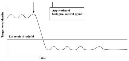 The effect of the application of a successful biological control agent