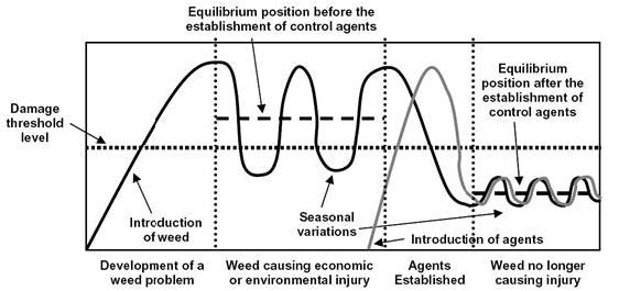 A schematic representation of the desired course of events in a classical biological control project.