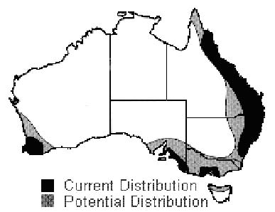 Current and potential distribution of Madeira vine in Australia