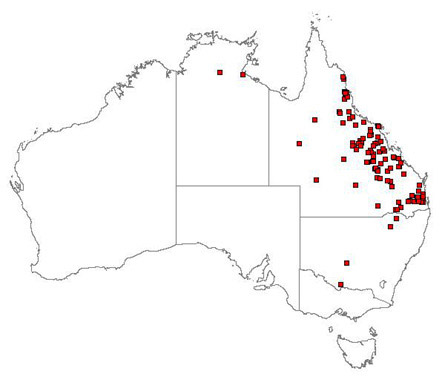 Distribution of Parthenium hysterophorus in Australia
