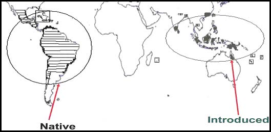 Native and introduced range of Mikania micrantha