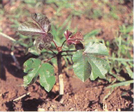 leaves of young bellyache plants