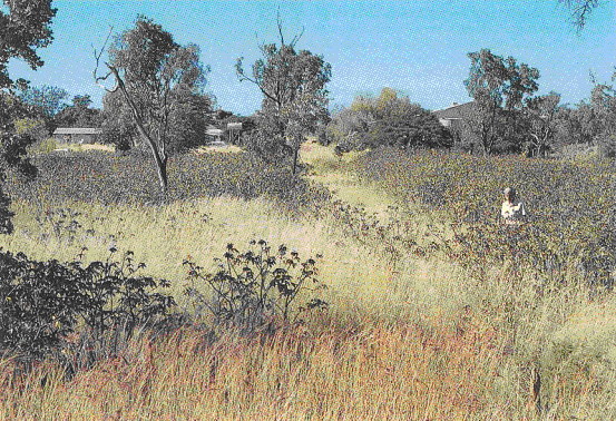 a field site dominated by bellyache bush