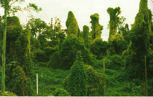 Rainforest remnant covered by Madeira and other exotic species