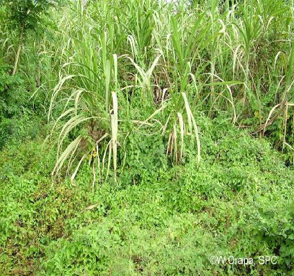  Mikania vine will grow rapidly in the wet season and may die back to ground level in the dry season
