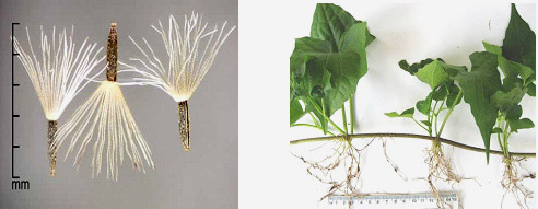 Mikania seed and vegetative reproduction