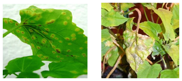 Young plant tissue is most susceptible to Puccinia