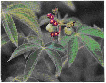 Bellyache bush, Jatropha gossypiifolia
