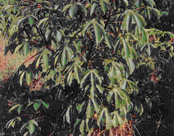 bellyache bush