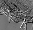 stout spines