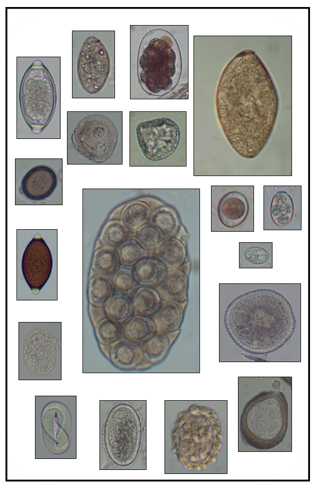 collage of parasite images