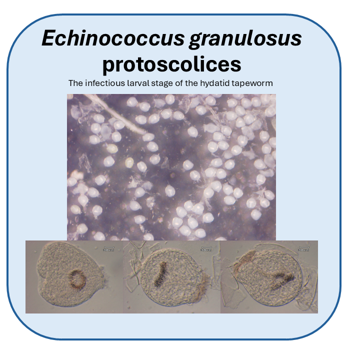 echinococcus protoscolex