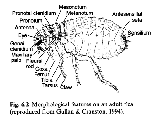 flea features
