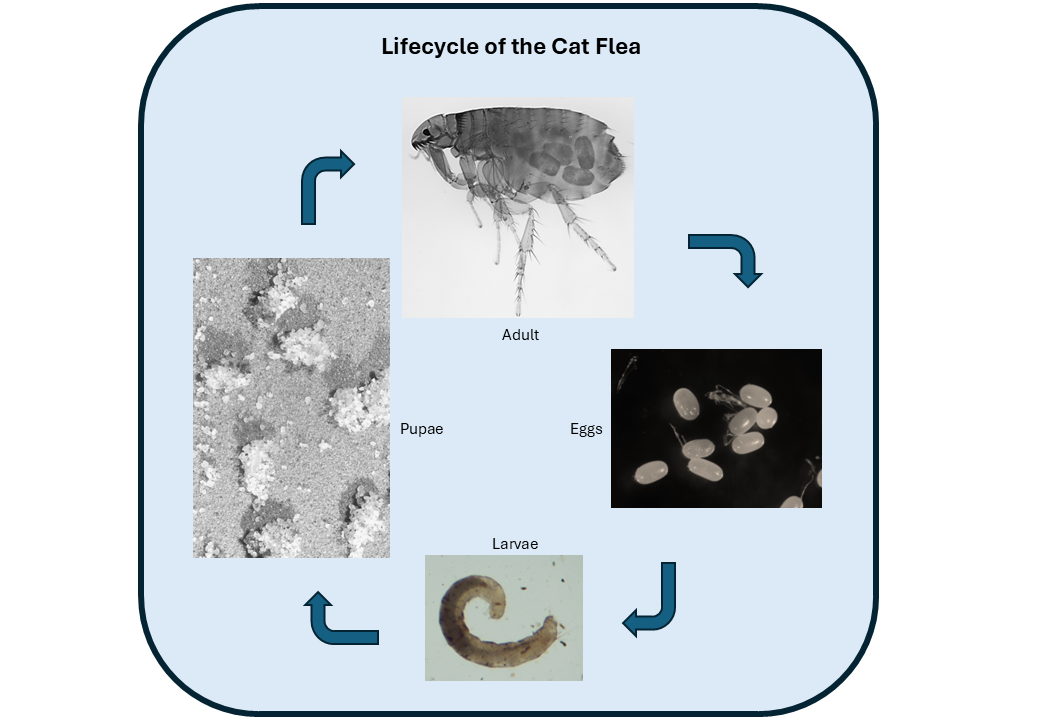 flea life cycle