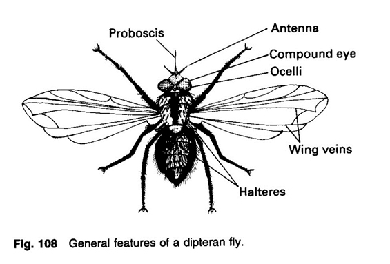 fly features