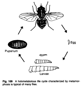 fly life cycle