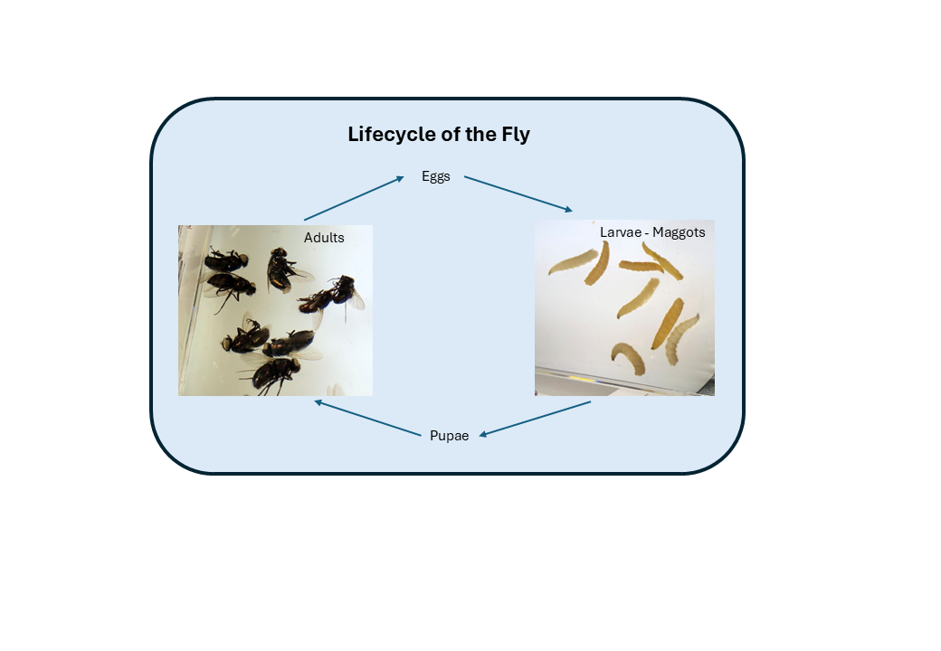 fly life cycle