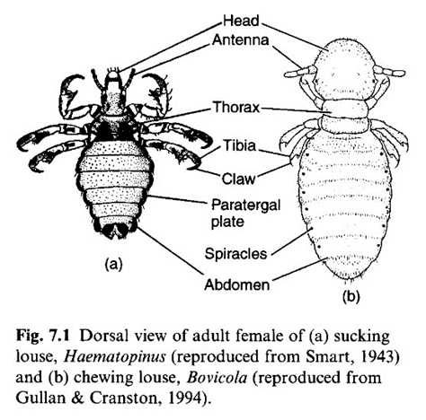 lice features