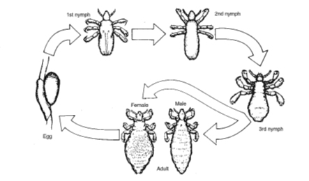 flea life cycle
