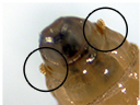 anterior spiracles