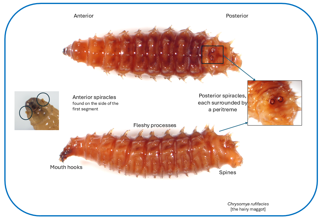 maggot morphology
