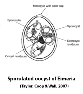 protozoa features