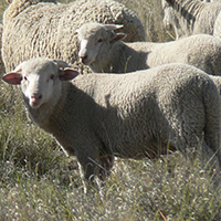 sheep